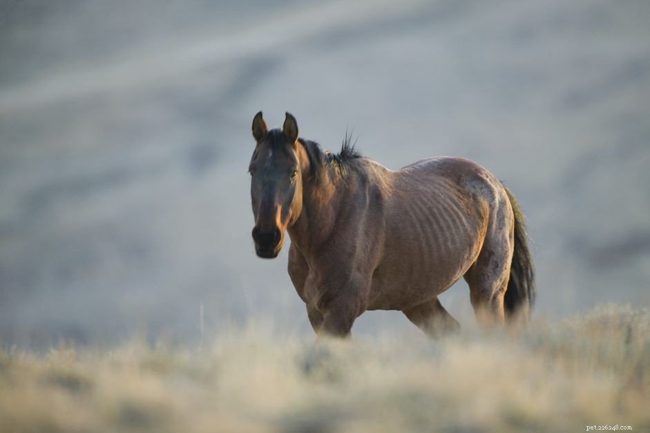 Assessing Your Horse s Ideal Weight: A Professional Guide