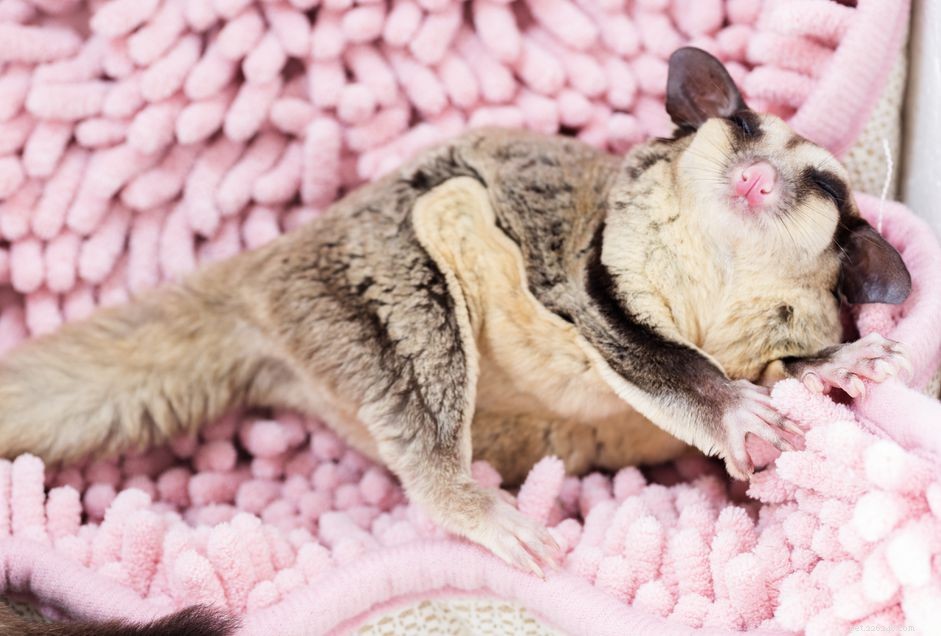 Identifying Male vs. Female Sugar Gliders: A Quick Guide for Pet Owners