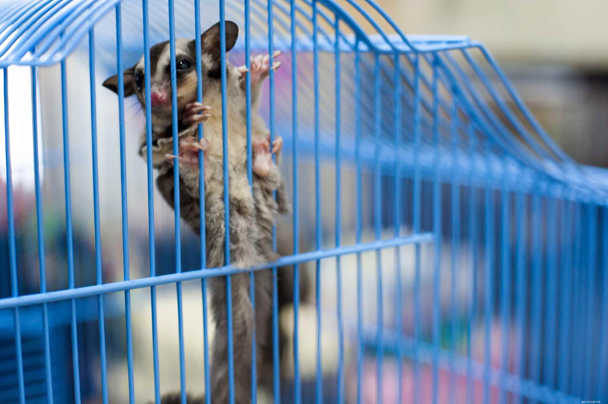 Setting Up a Secure Sugar Glider Cage: A Step‑by‑Step Guide