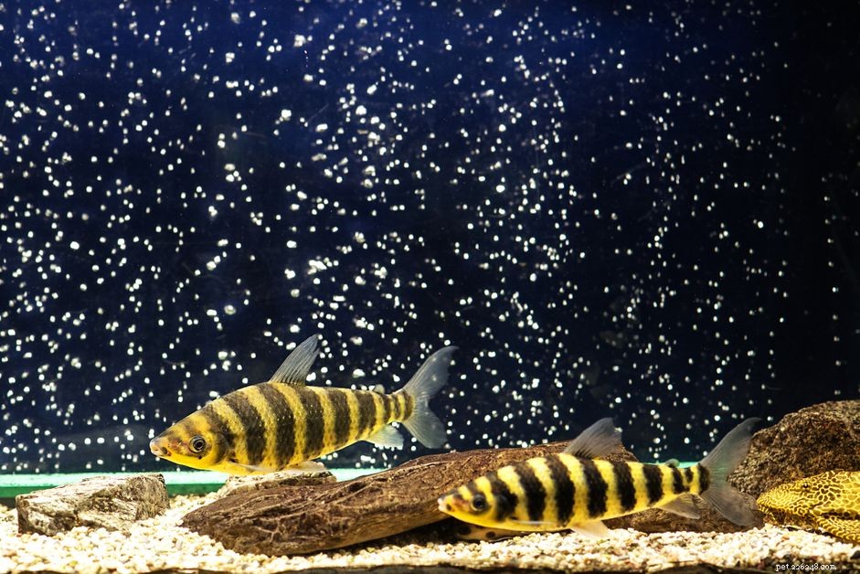Wet/Dry Trickle Filters for Saltwater Aquariums: Benefits, Challenges & Reef Suitability