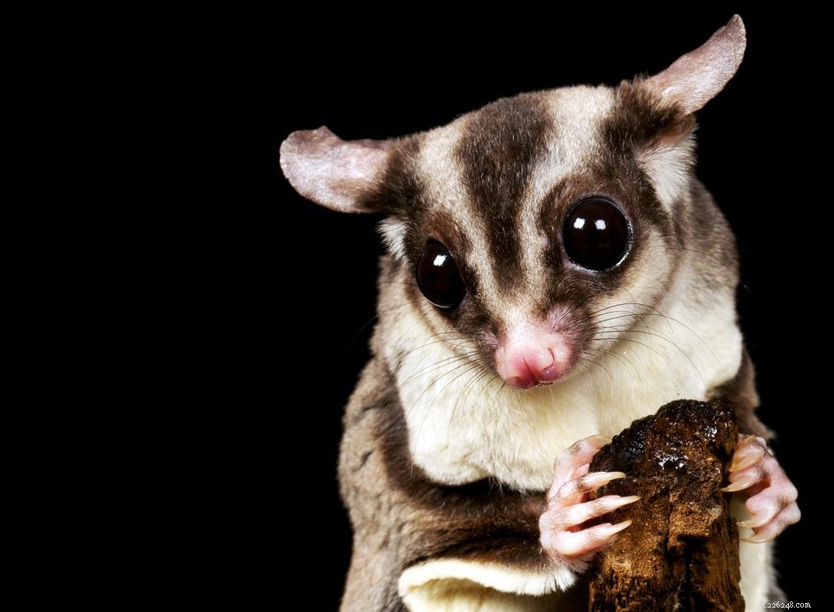 Setting Up a Secure Sugar Glider Cage: A Step‑by‑Step Guide