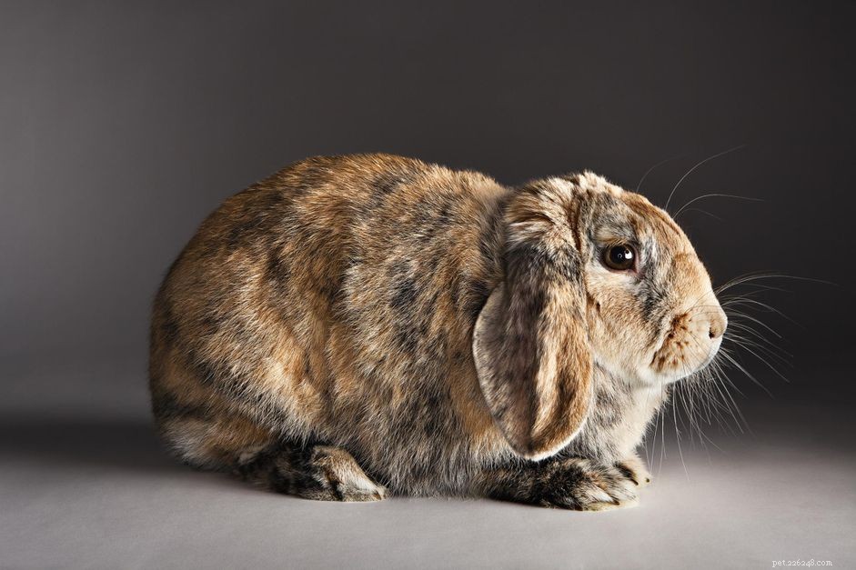 Understanding Rabbit Body Language: A Beginner’s Guide