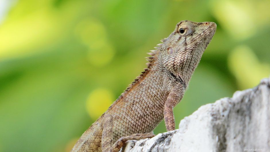 Understanding Femoral Pores in Reptiles: Identification, Function, and Care