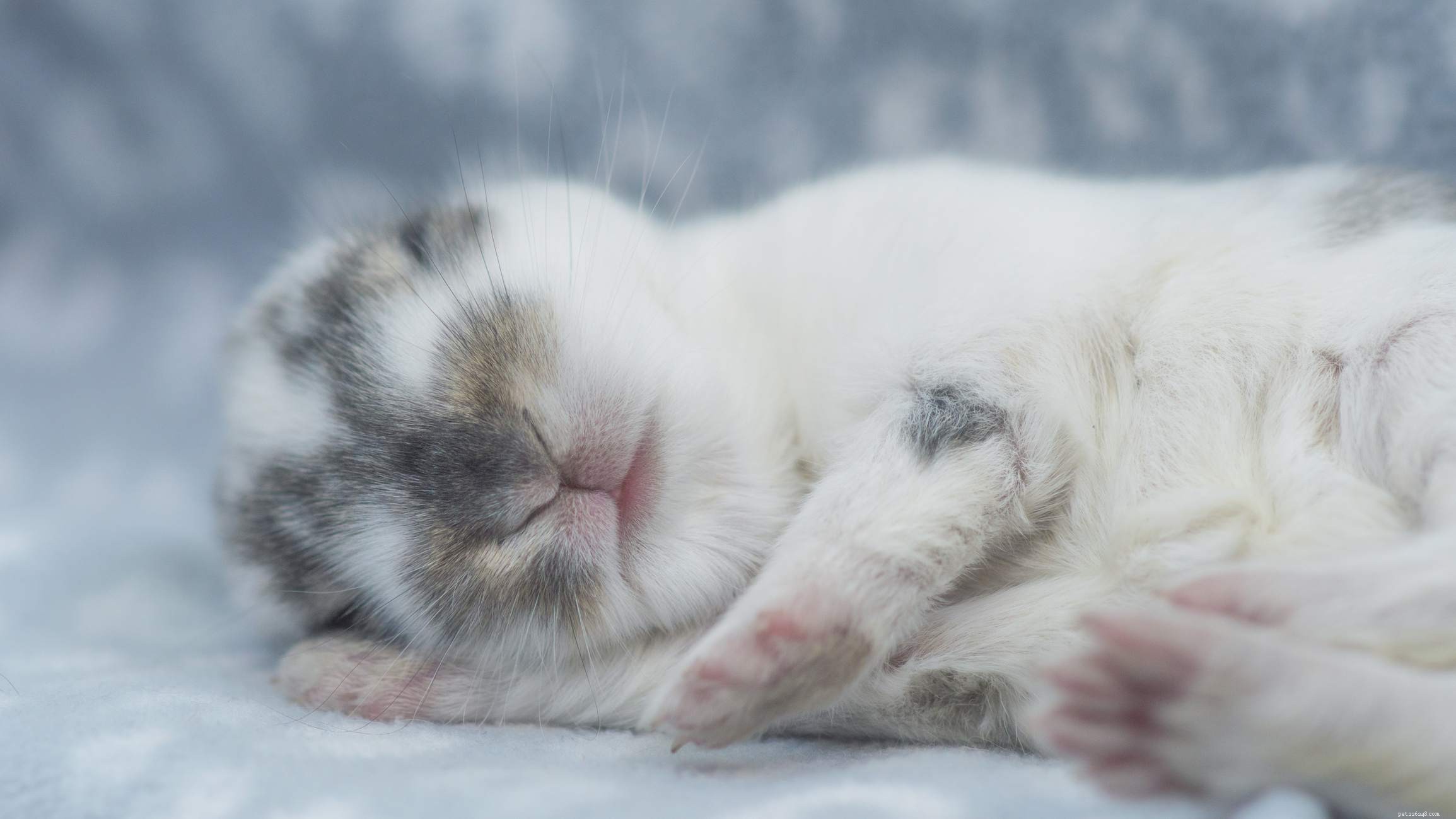 Understanding Rabbit Body Language: A Beginner’s Guide