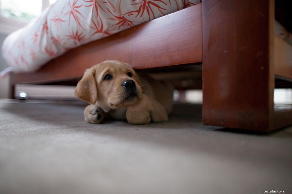 How to Calm Your Dog During Fireworks, Thunder, and Other Loud Sounds: 11 Proven Tips