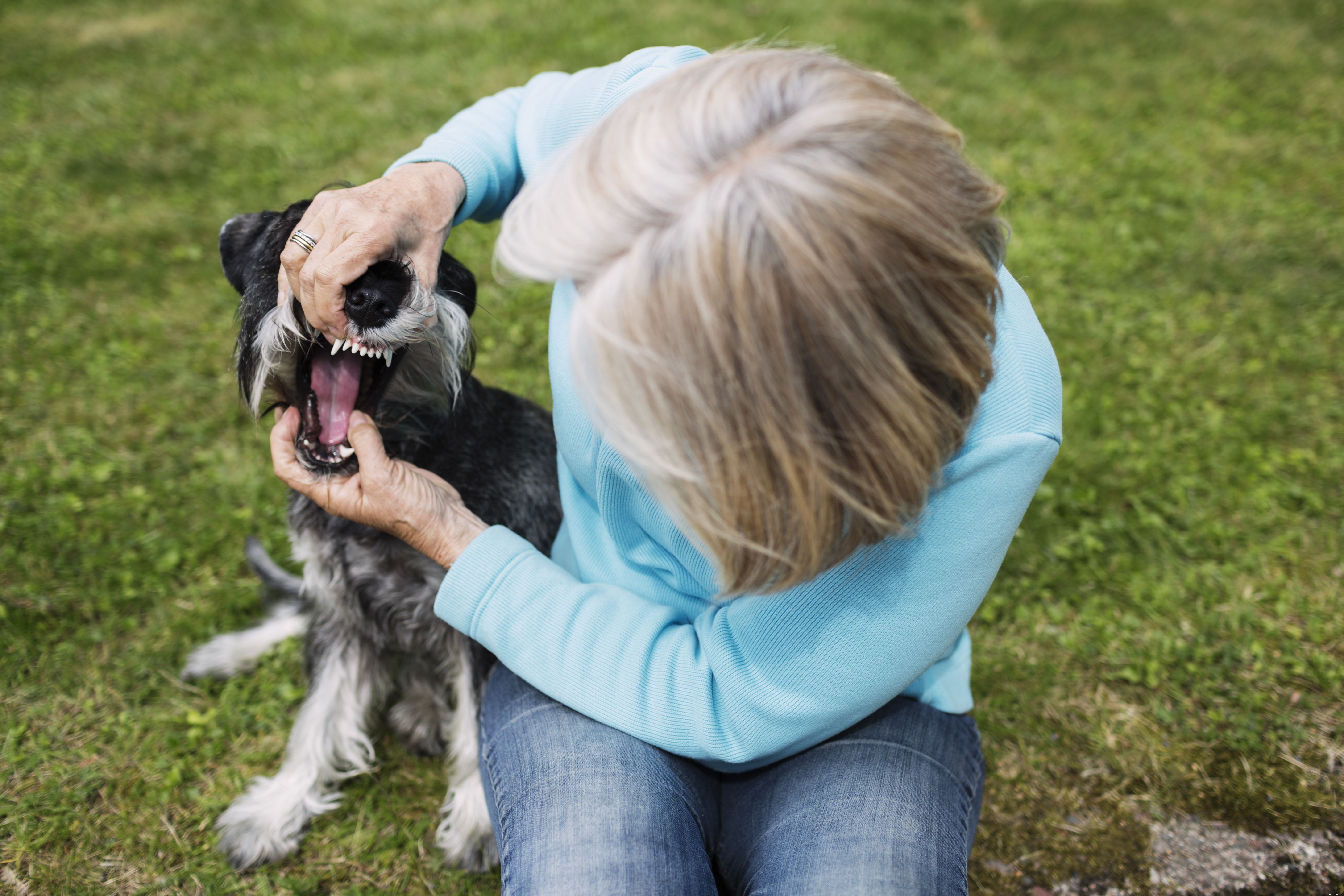 Essential Dog First Aid: Quick Emergency Care for Pet Owners