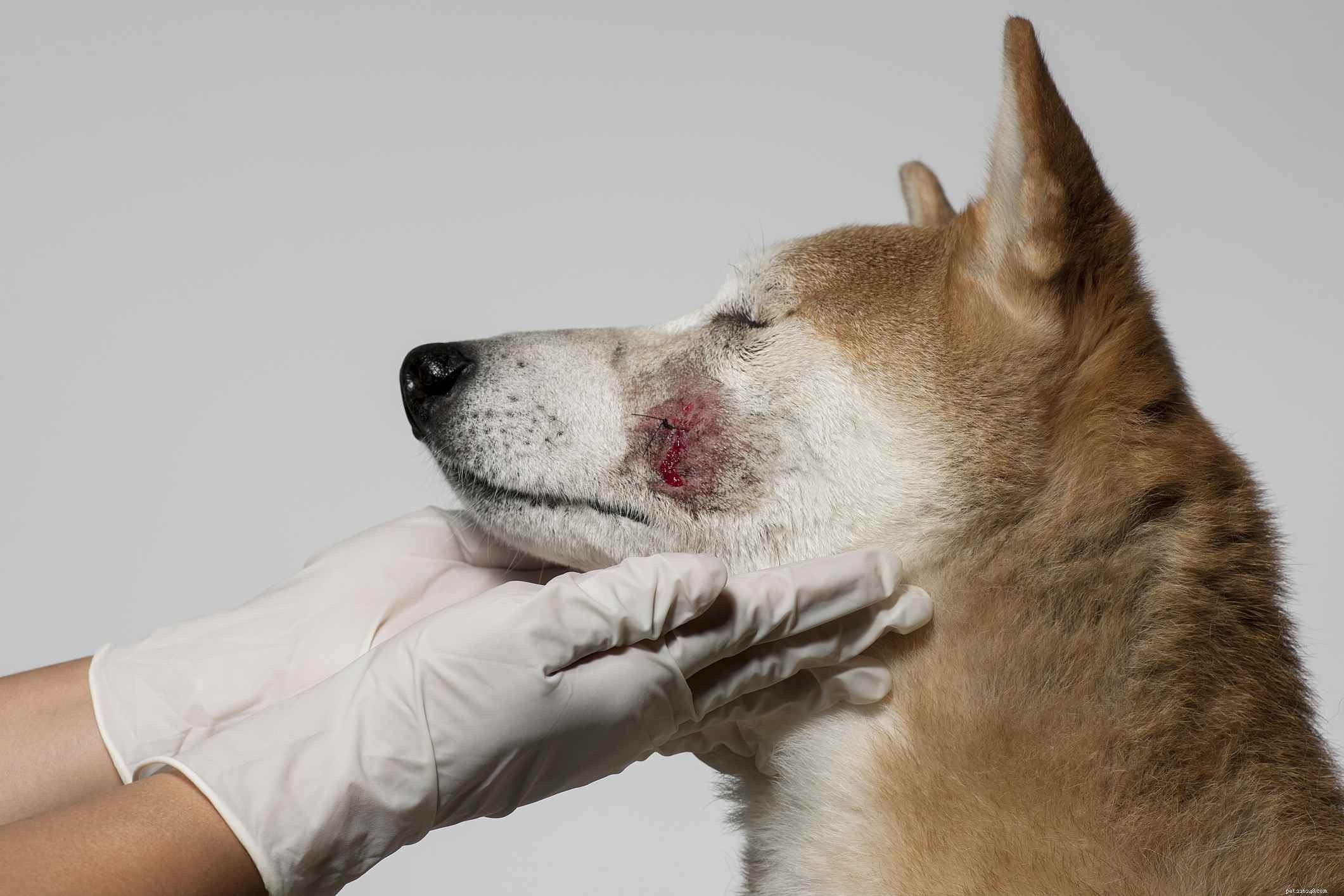 Essential Dog First Aid: Quick Emergency Care for Pet Owners