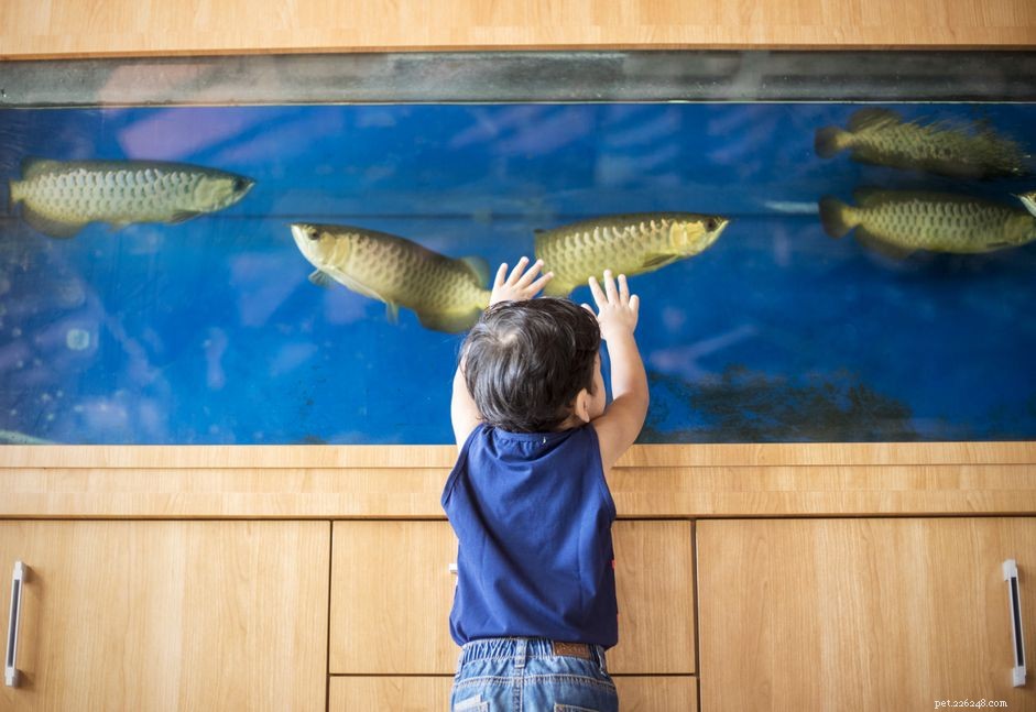 Step-by-Step Guide to Fix Leaks in Glass Aquariums Safely