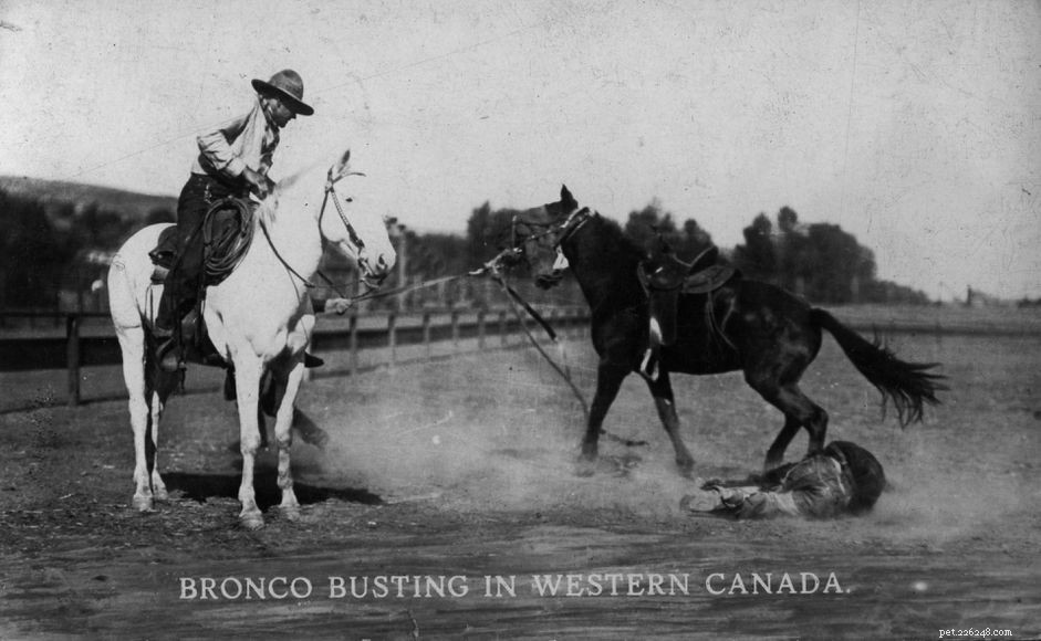 Understanding the Concept of  Broke  Horses: Training and History