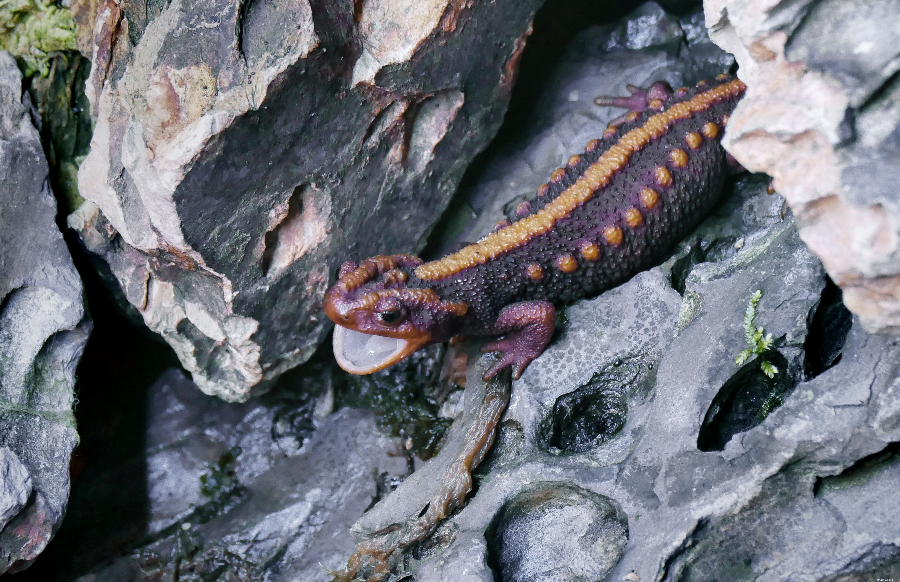 Choosing the Ideal Tank for Pet Salamanders & Newts: Habitat, Water, and Care Tips