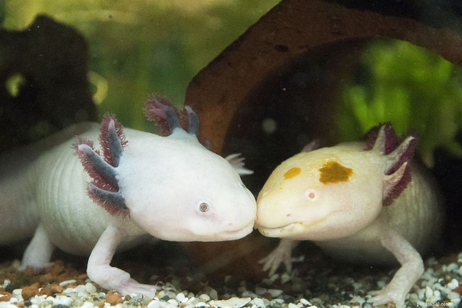 Choosing the Ideal Tank for Pet Salamanders & Newts: Habitat, Water, and Care Tips