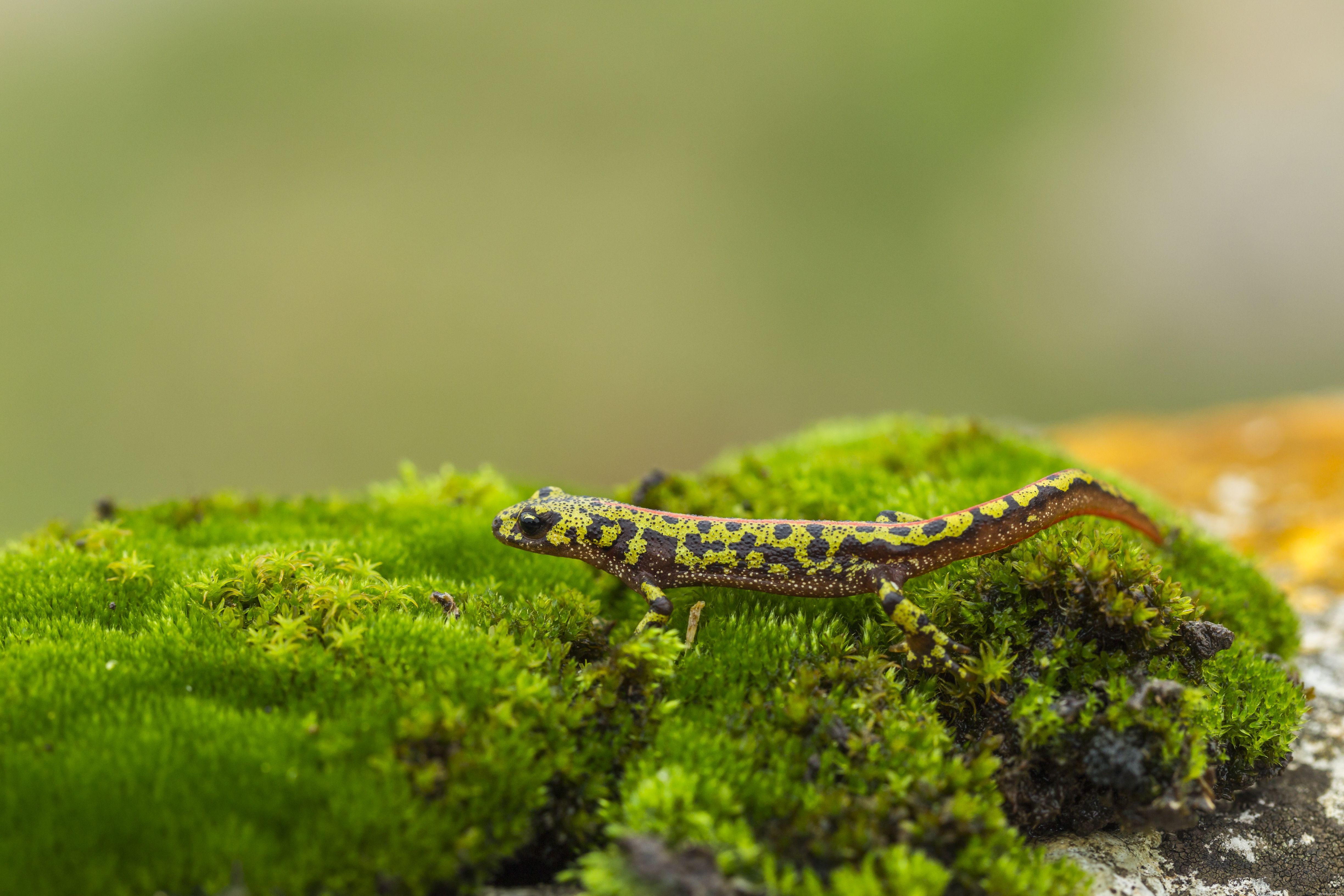 Choosing the Ideal Tank for Pet Salamanders & Newts: Habitat, Water, and Care Tips