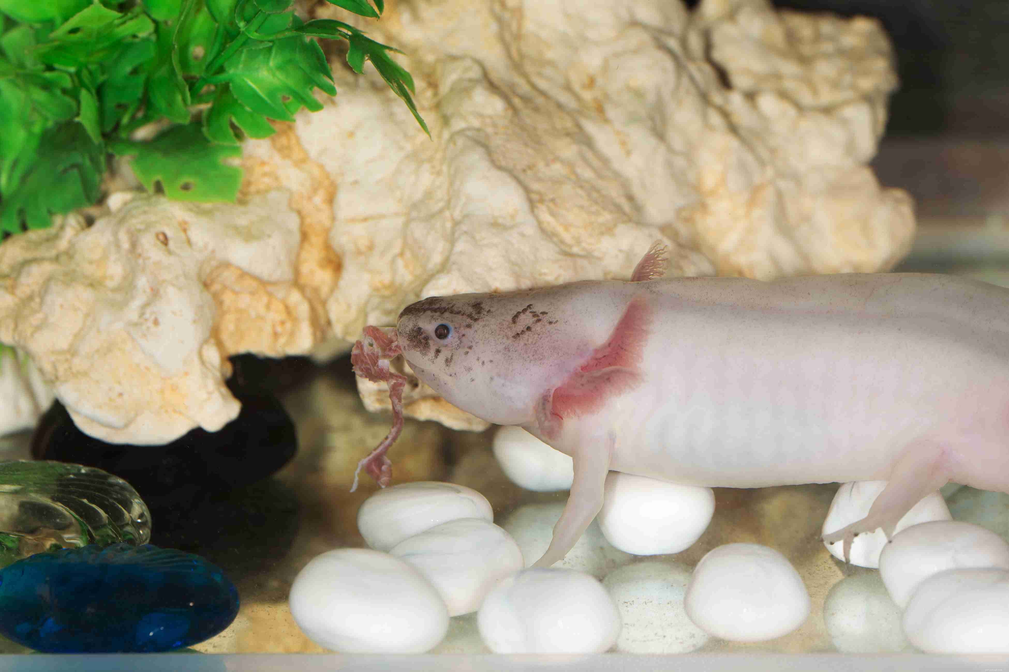 Choosing the Ideal Tank for Pet Salamanders & Newts: Habitat, Water, and Care Tips