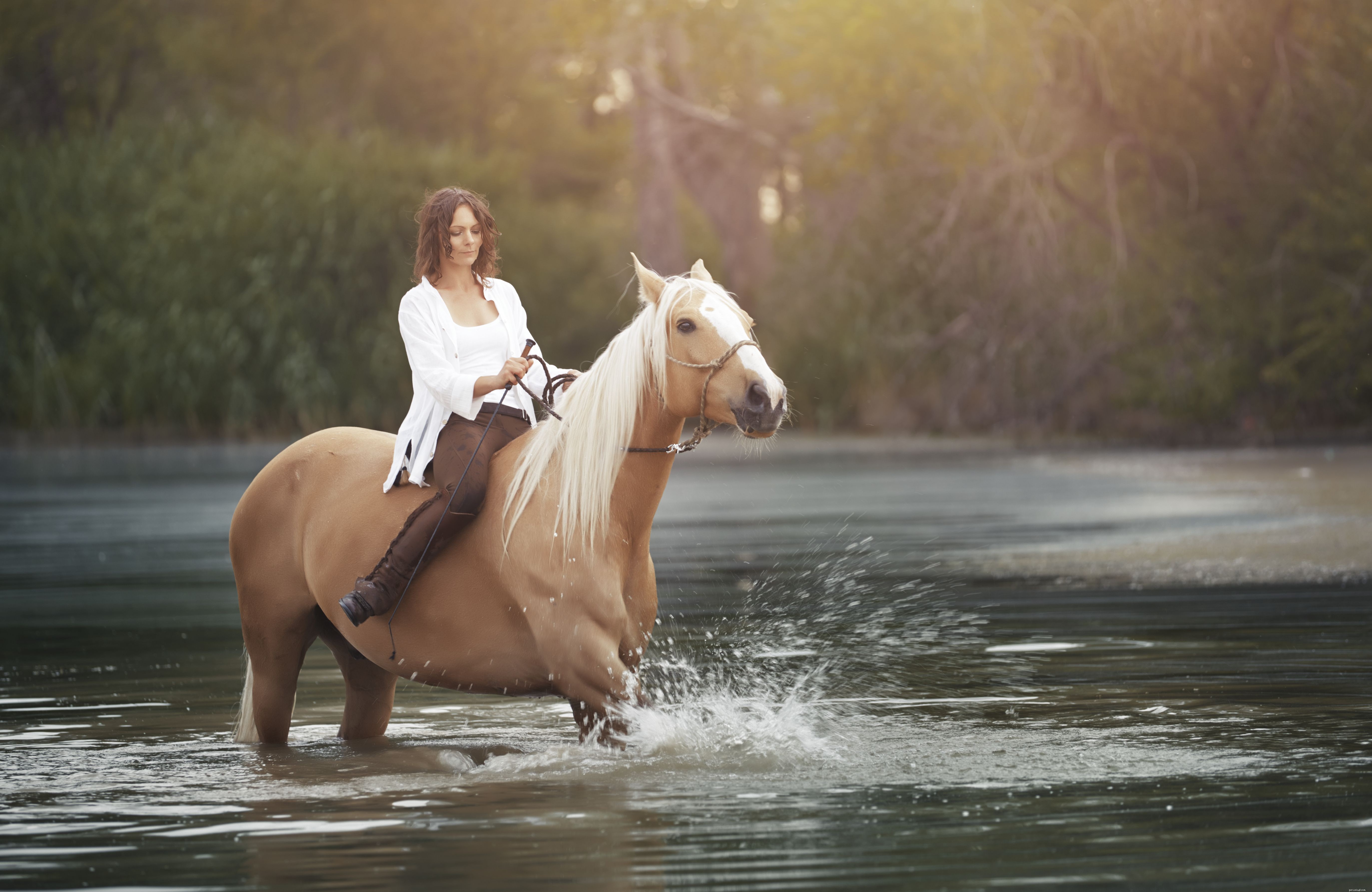Side Pull Bridle Explained: Design, Function, and Practical Use