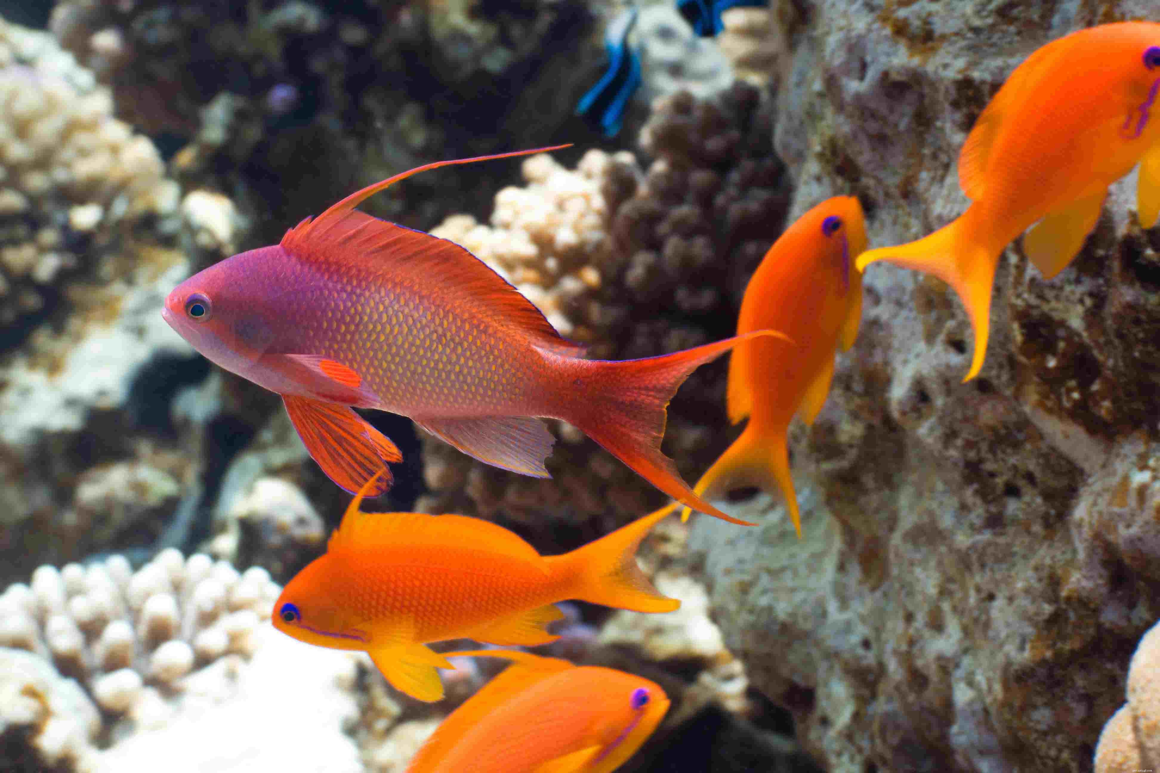 Angelfish (Pomacanthidae): Traits, Temperament, and Tank‑Mating Tips