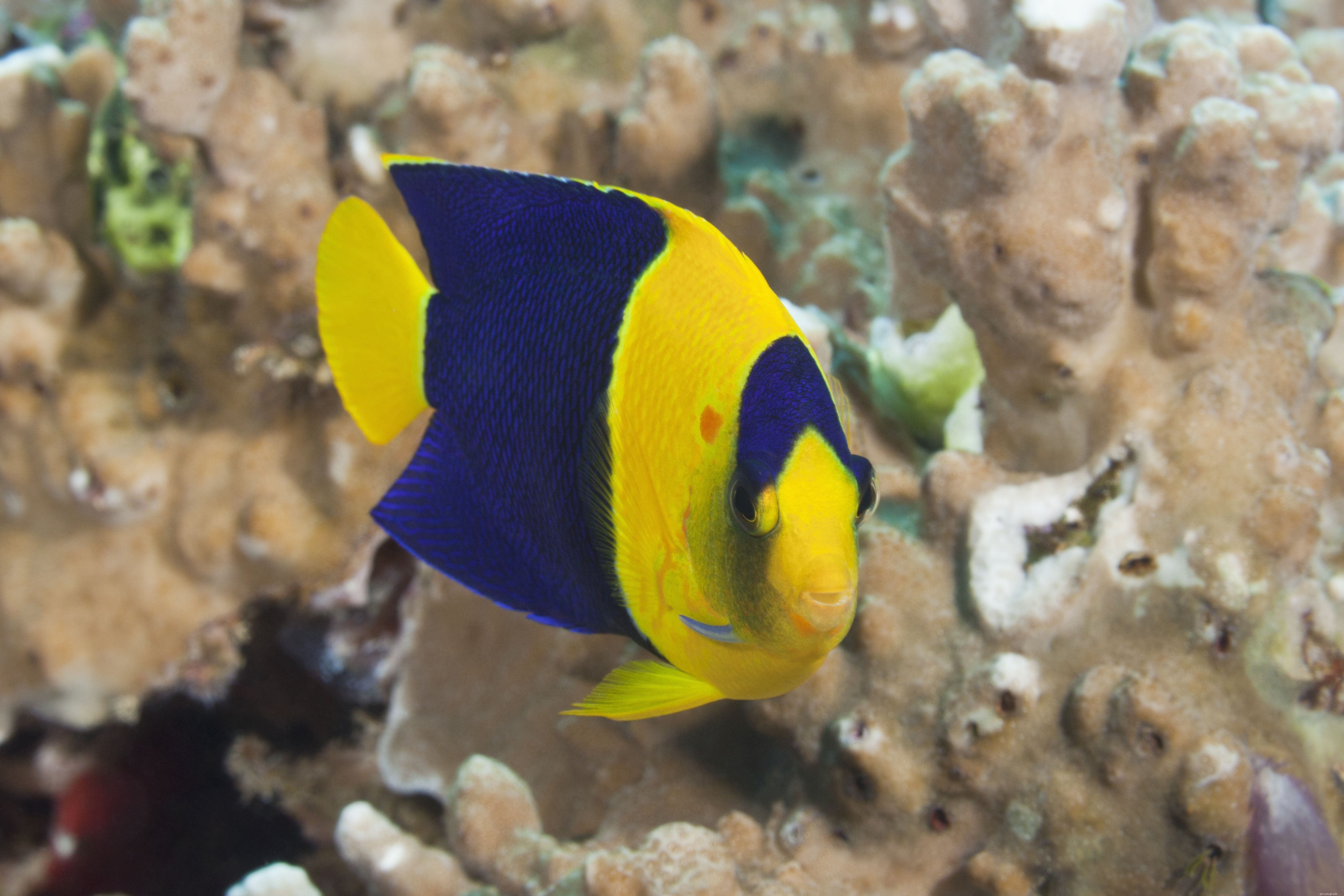 Angelfish (Pomacanthidae): Traits, Temperament, and Tank‑Mating Tips