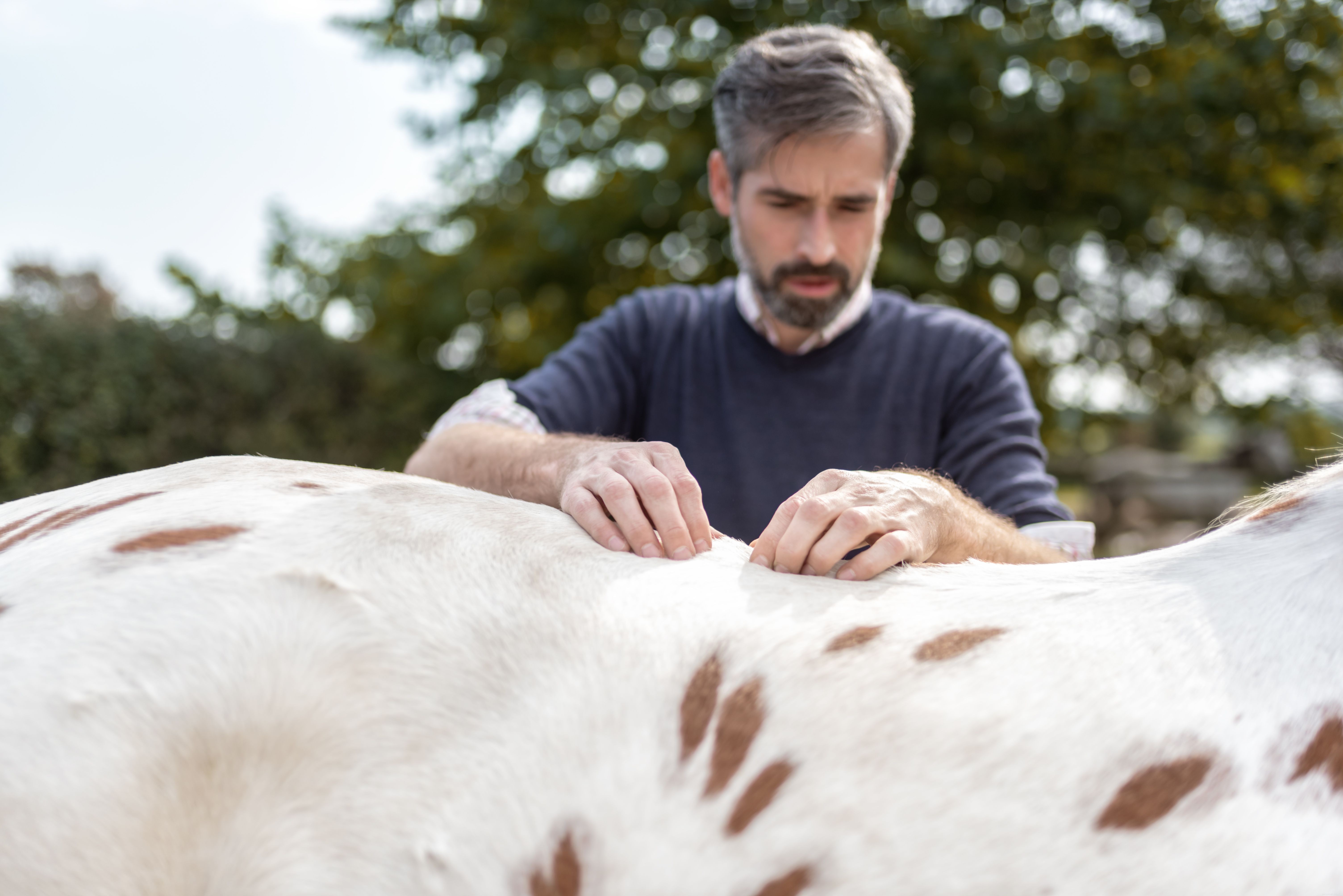 How an Equine Chiropractor Can Improve Your Horse’s Health and Performance