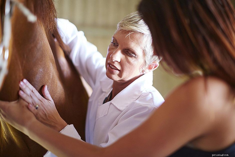 How an Equine Chiropractor Can Improve Your Horse’s Health and Performance