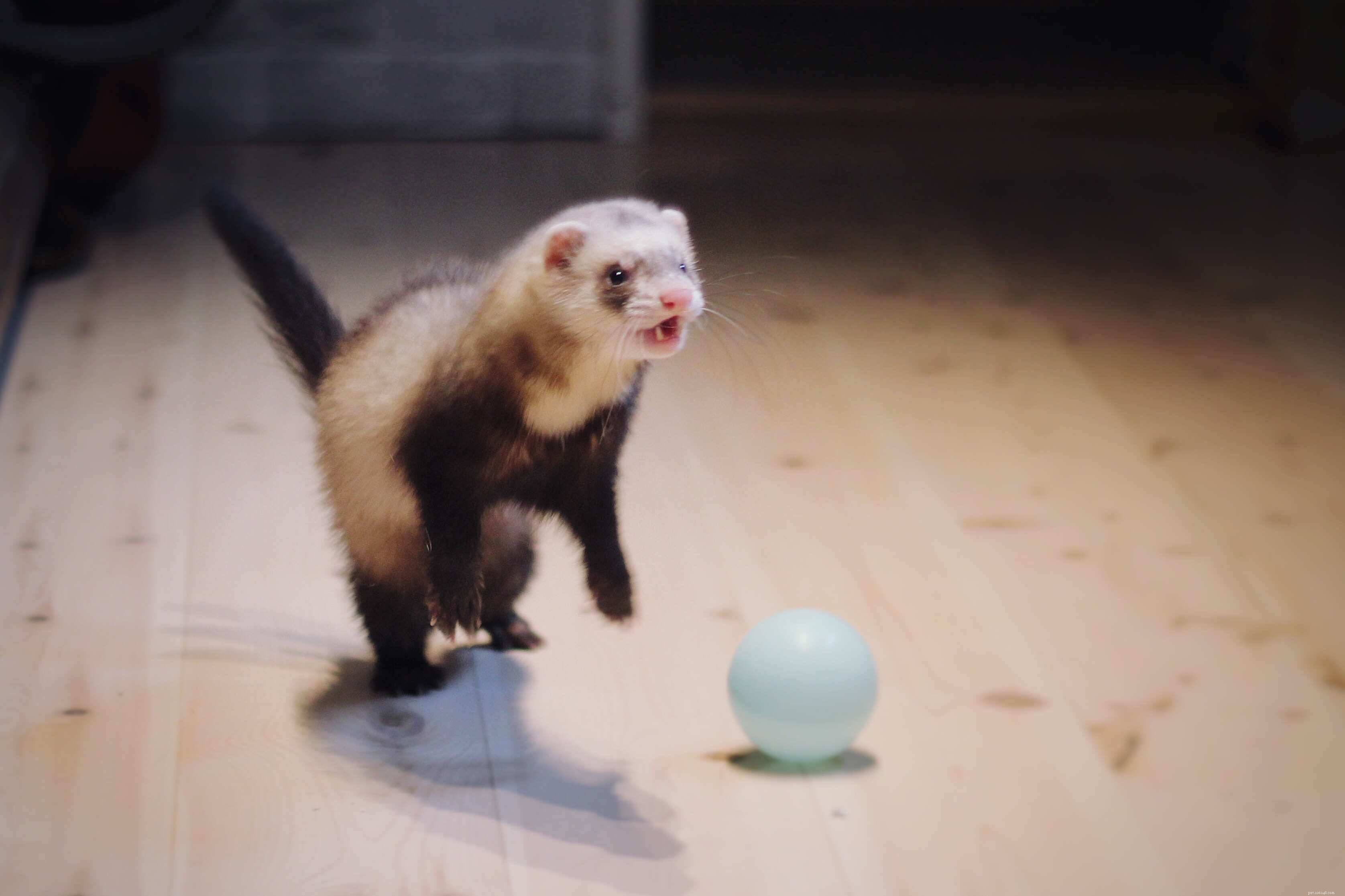 The Ultimate Guide to Safe & Engaging Ferret Toys