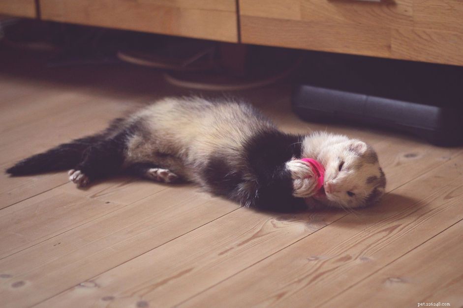 The Ultimate Guide to Safe & Engaging Ferret Toys