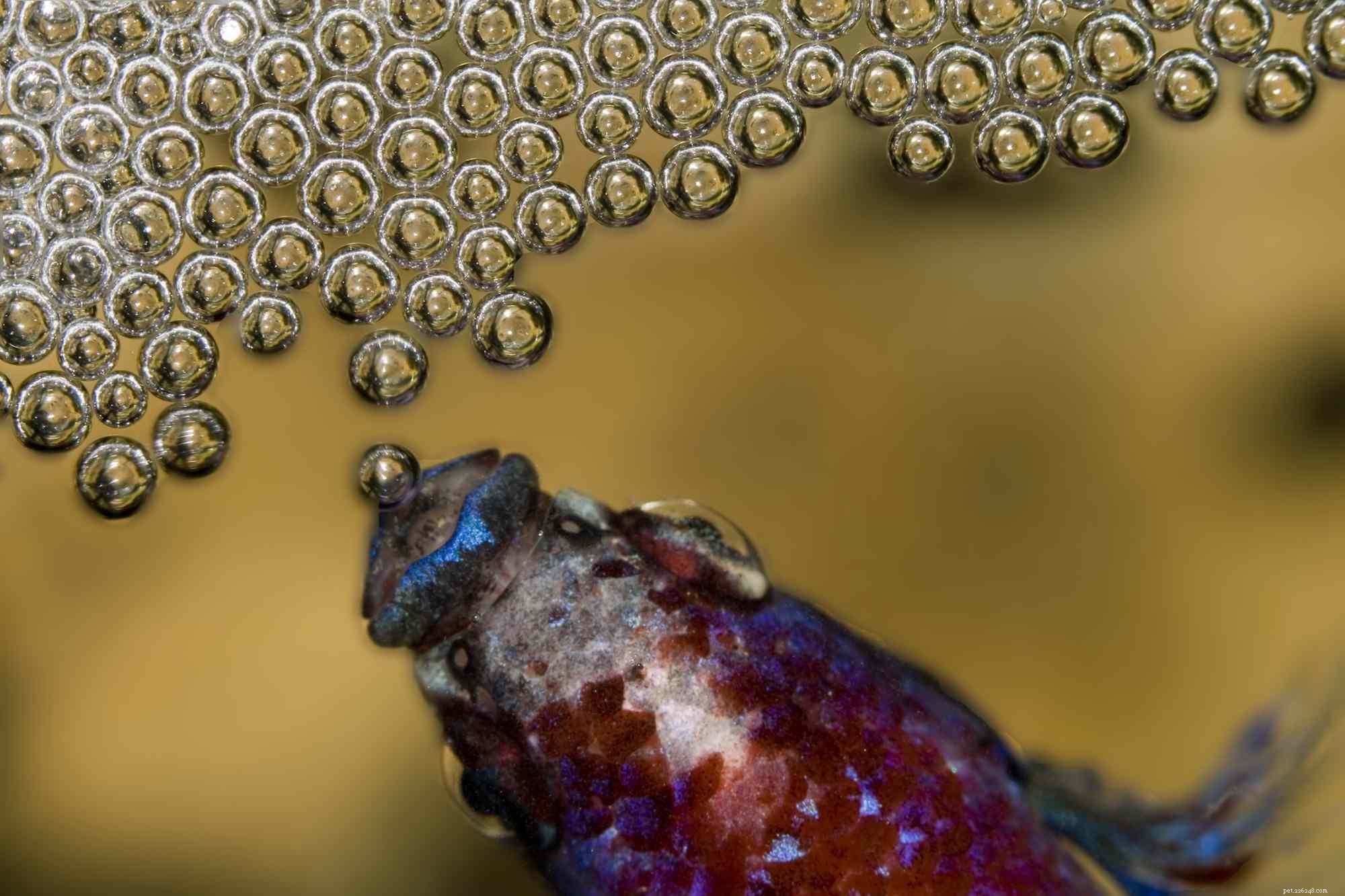 Why Labyrinth Fish Stand Out: The Air-Breathing Adaptation That Saves Them