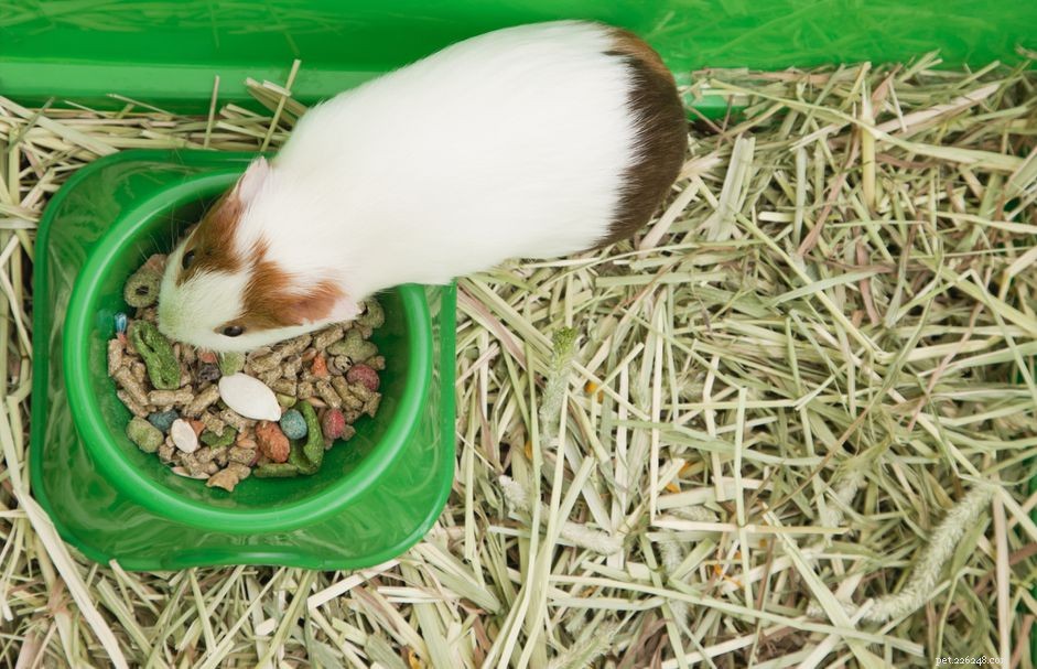 Choosing the Perfect Guinea Pig Cage: Space, Comfort, and Social Needs