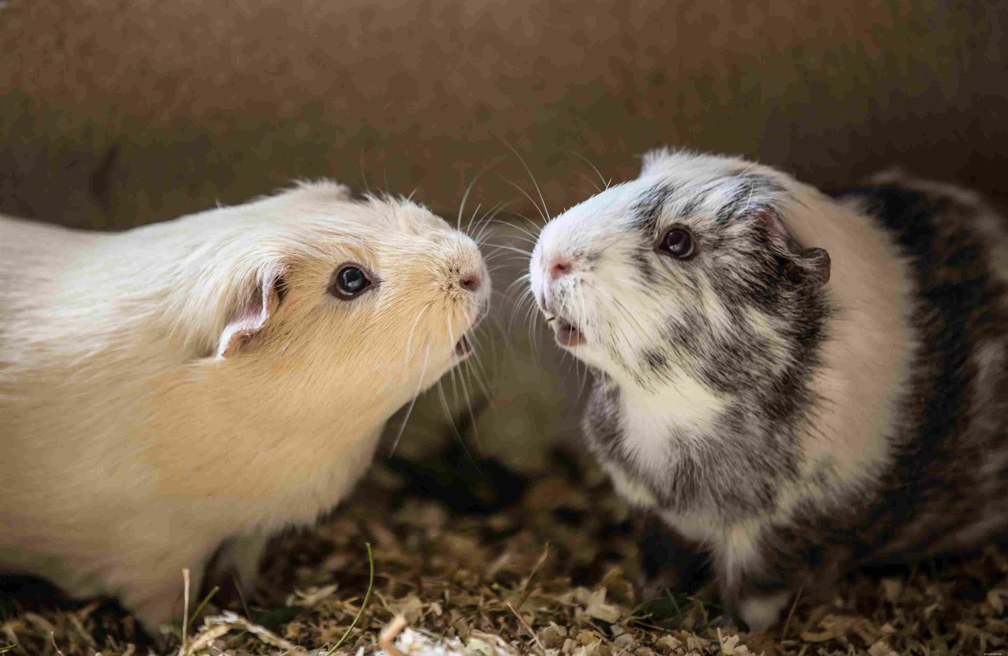 Choosing the Perfect Guinea Pig Cage: Space, Comfort, and Social Needs