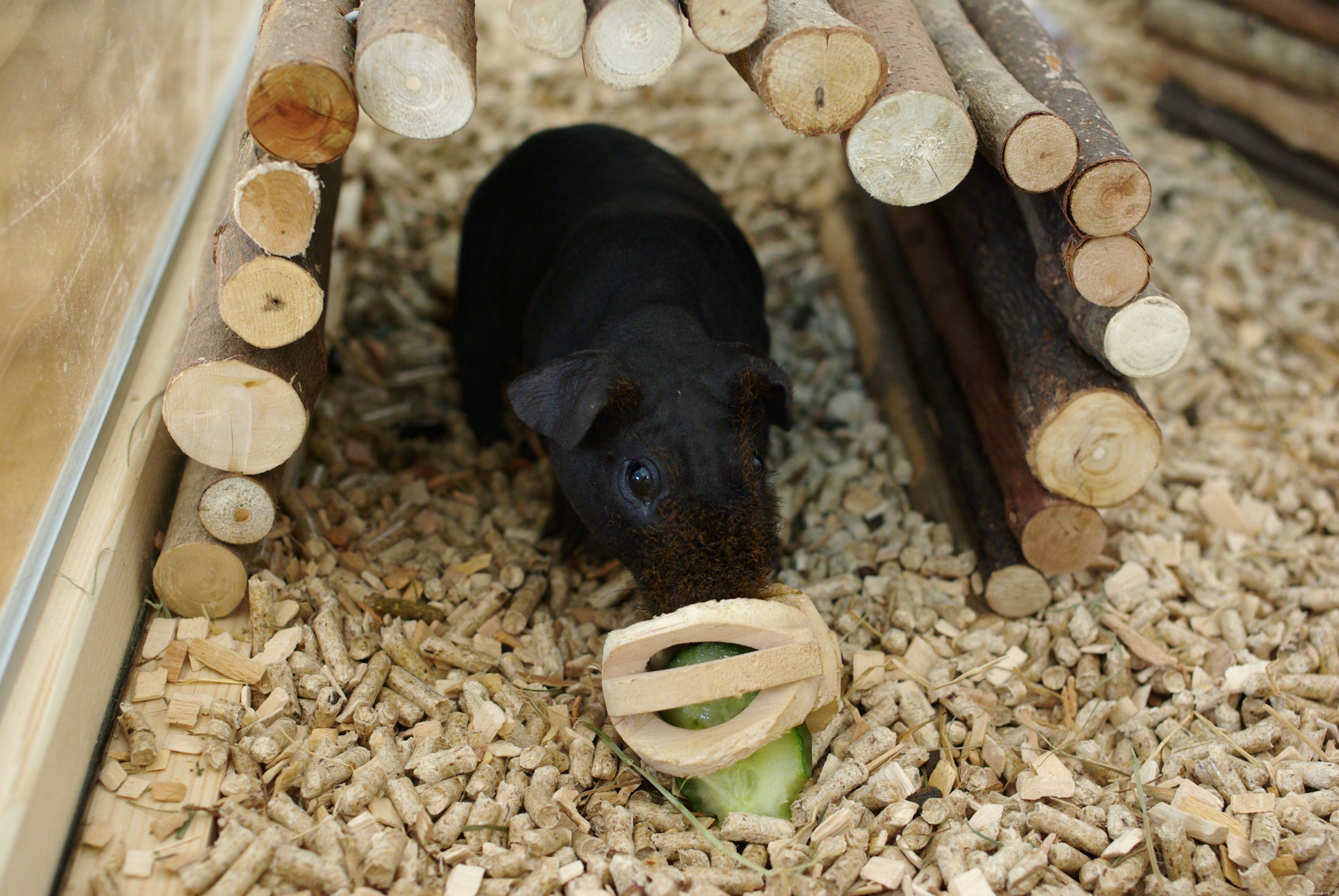 Choosing the Perfect Guinea Pig Cage: Space, Comfort, and Social Needs