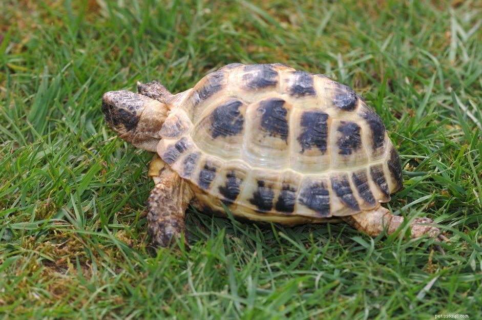 Russian Tortoise (Agrionemys horsfieldii): Care, Lifespan, and Feeding Guide