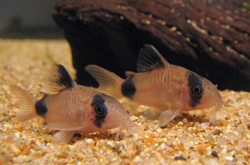 Top Fish Species That Start with  P 