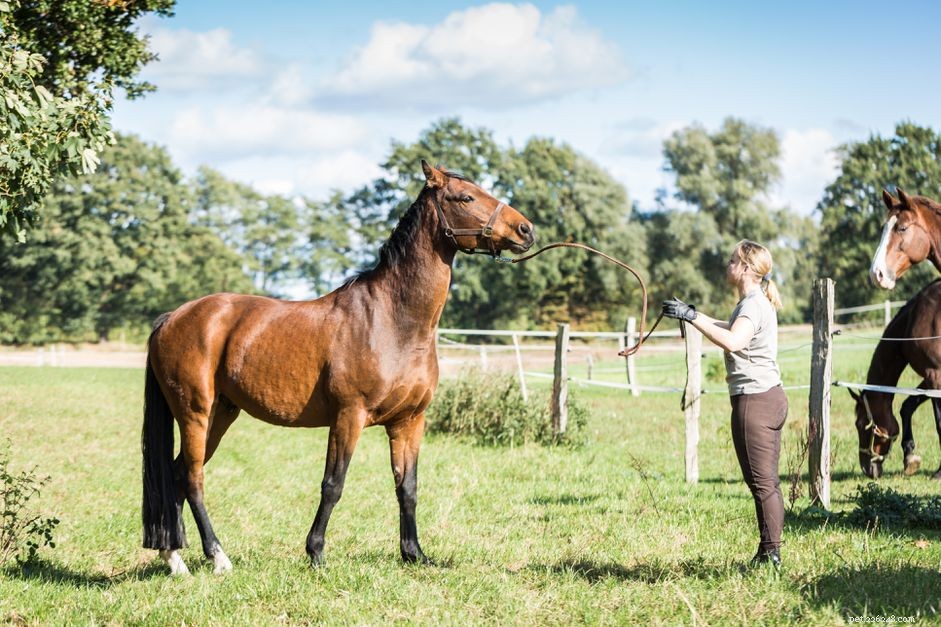 What Is a Gelding? A Comprehensive Guide