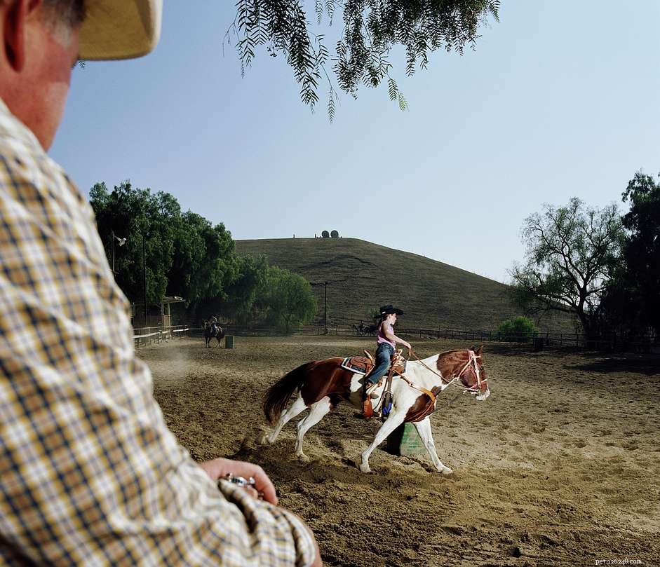 Choosing the Ideal Age for Your First Horse: A Beginner’s Guide