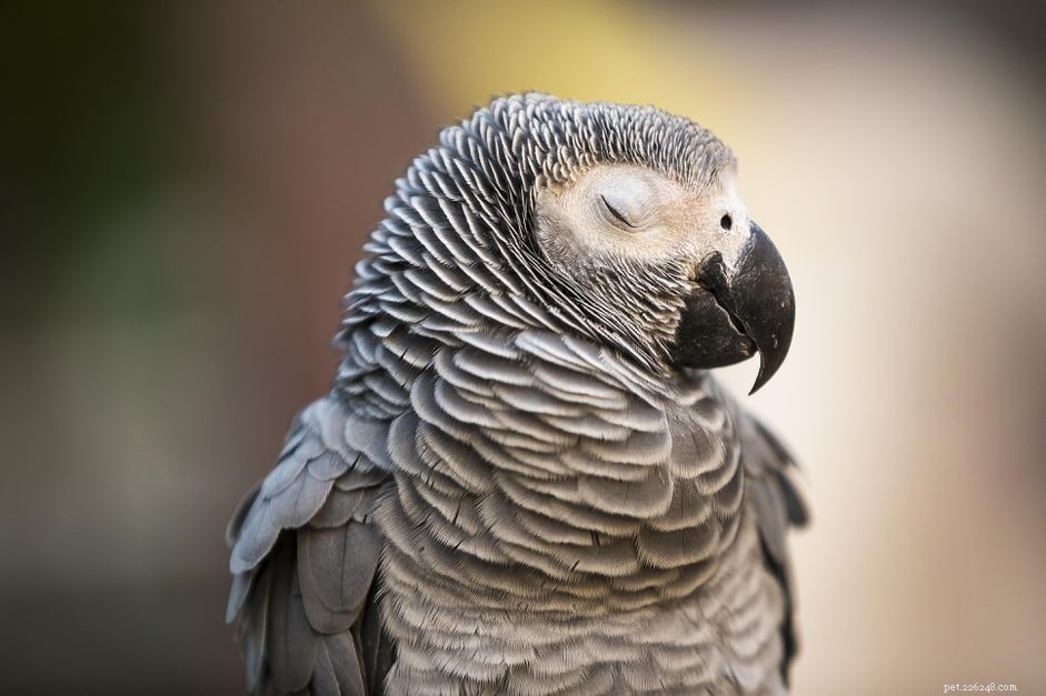 Nighttime Alarm: How to Handle Your Bird s Sudden Outbursts
