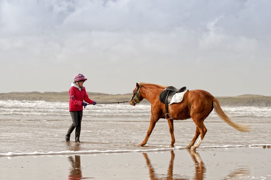 How to Stop Horses from Spooking: Proven Techniques