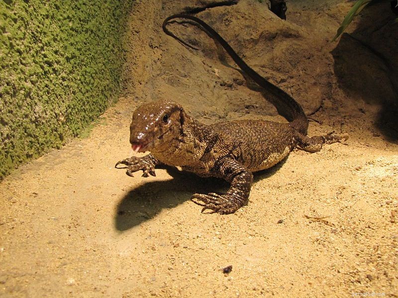 Dumeril s Monitor: A Guide to Care, Size, and Stunning Color Changes