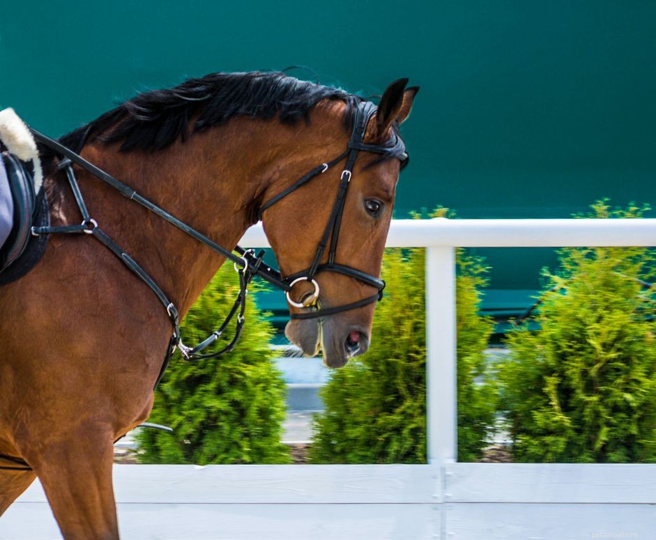 English Eggbutt Snaffle Bit – Mild, Reliable Control for Riding
