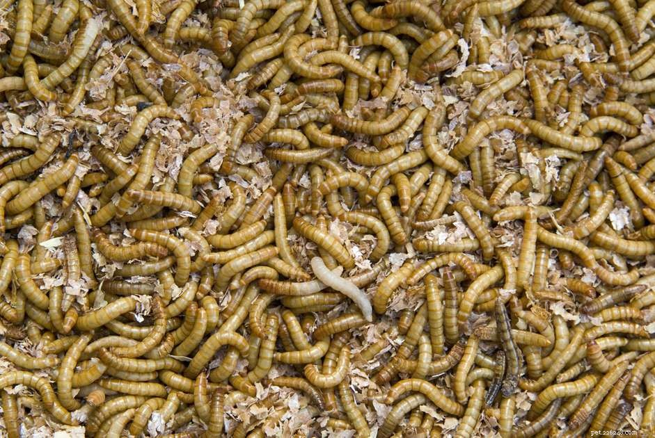 The Complete Guide to Raising Mealworms for Exotic Pets
