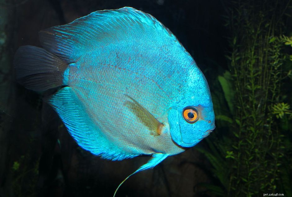 Complete A–Z Guide to Freshwater Fish Common Names – Accurate, Easy‑to‑Use Reference
