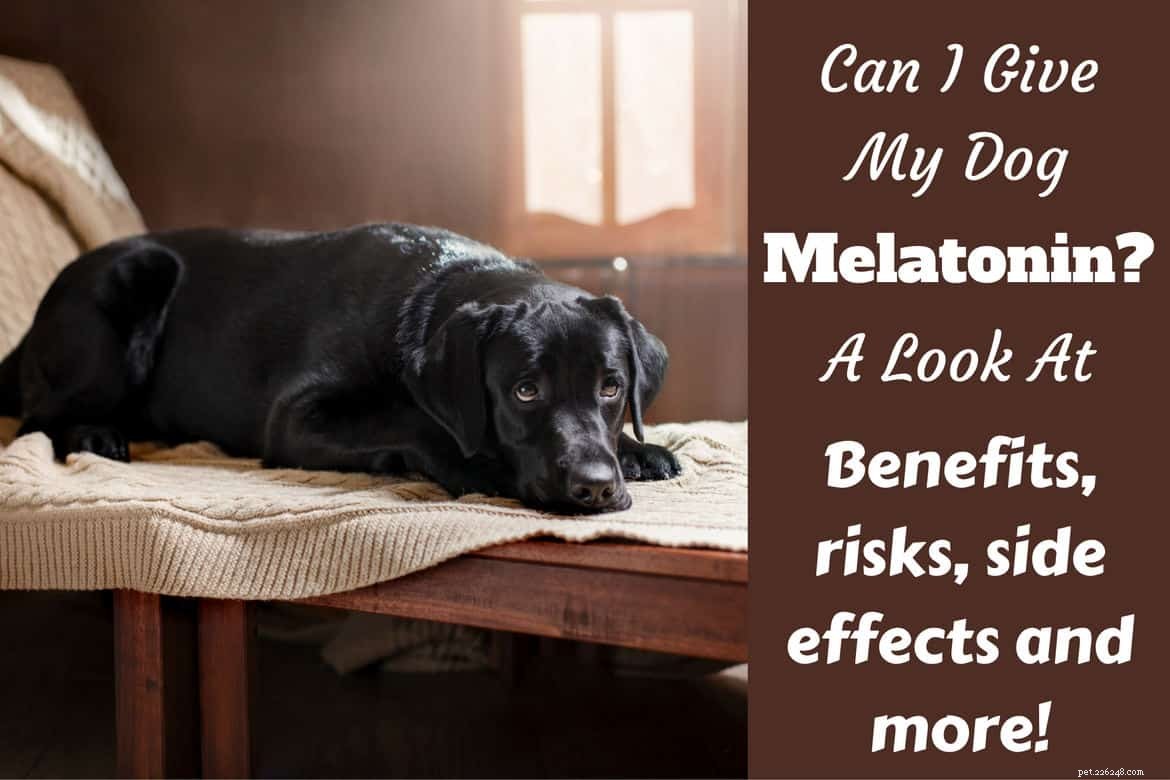 Is Melatonin Safe for Dogs? Managing Anxiety and Sleep Issues Naturally