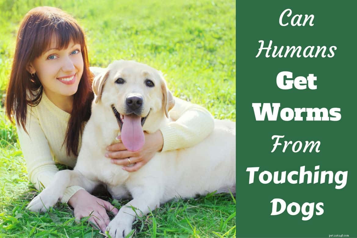 Can Humans Contract Worms from Dogs? Expert Insights & Prevention Tips