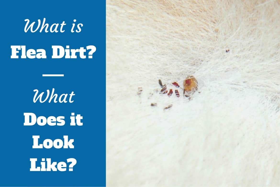Detecting Flea Dirt in Dogs: Signs, Appearance, and Removal Tips