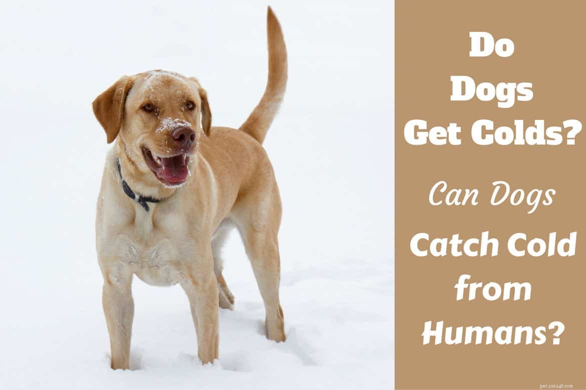 Can Dogs Catch a Cold? Recognize Symptoms, Prevent, and Treat Safely