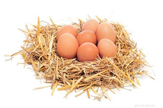 Are Apples and Tomatoes Safe for Dogs? A Guide to Human Foods for Pets