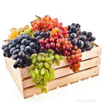 Are Apples and Tomatoes Safe for Dogs? A Guide to Human Foods for Pets