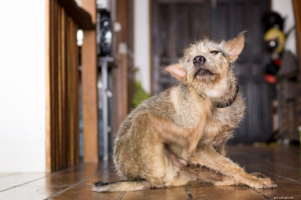 Key Considerations for Adopting a Senior Dog: Health, Care, and Happiness