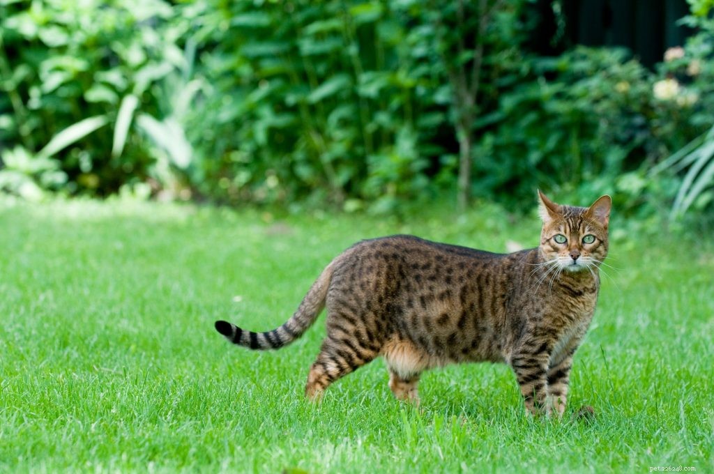Are Hypoallergenic Pets Real? A Trusted Guide to Allergy-Friendly Companions
