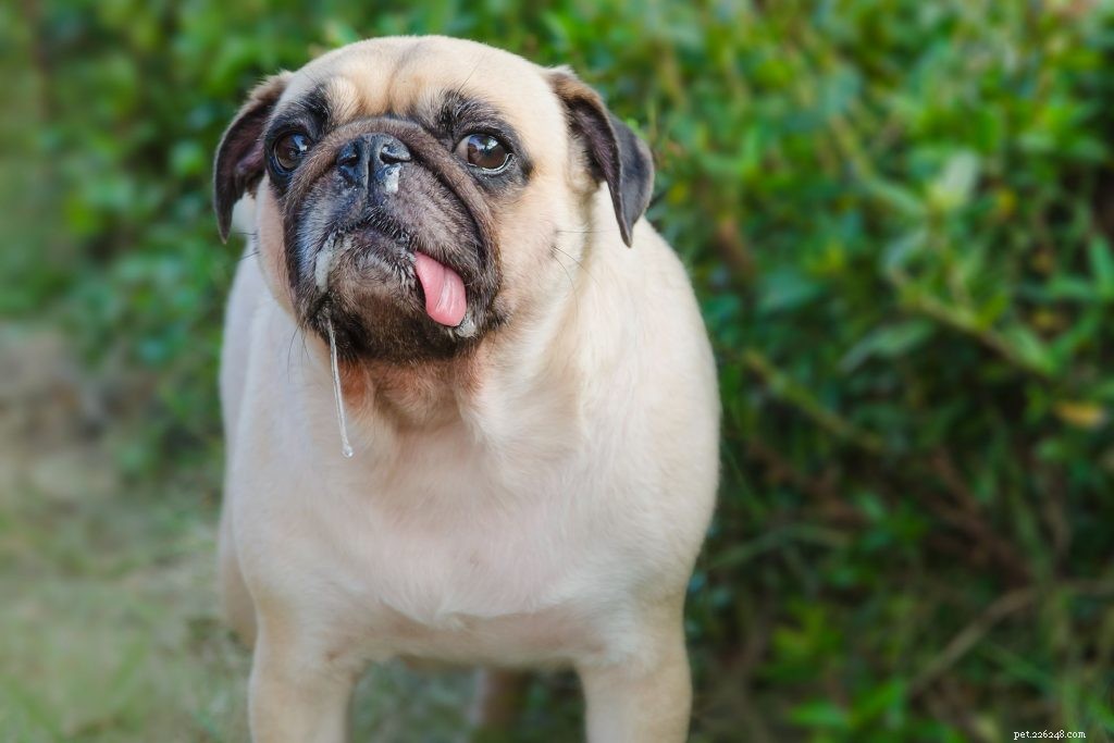 Understanding Excessive Dog Drool: Causes, Concerns & Care Tips