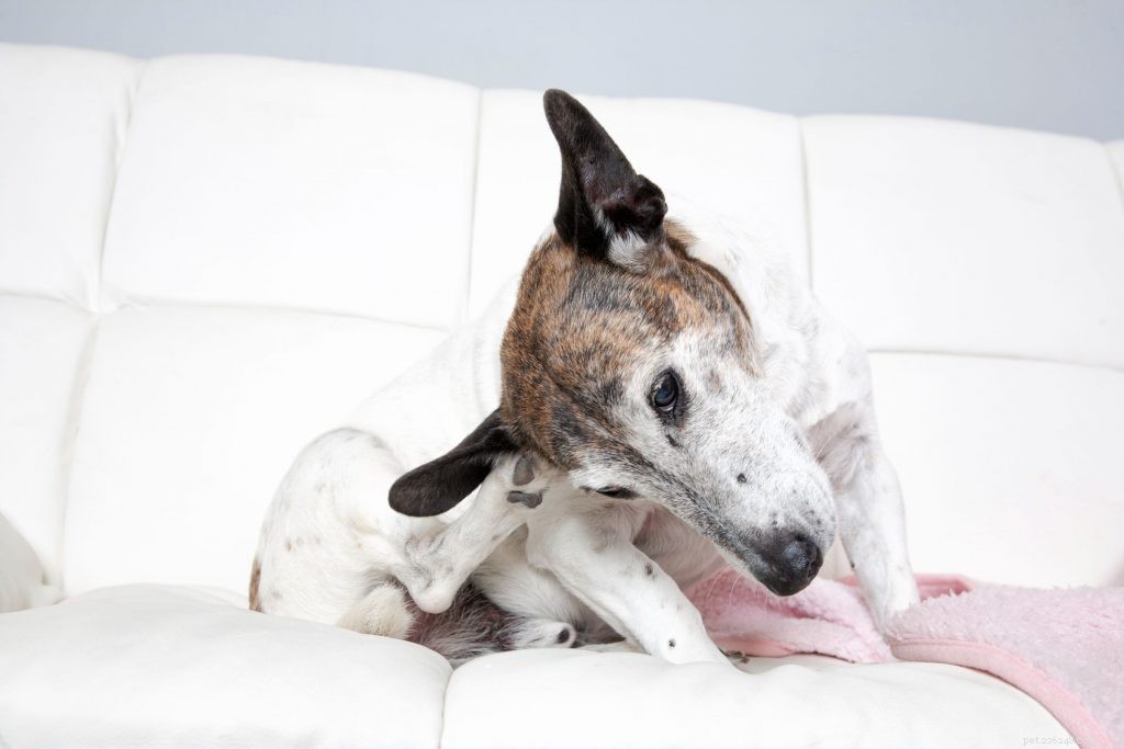 Common Dog Allergies: How to Spot and Prevent Them