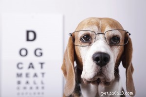 Know When to Seek a Veterinary Dermatologist for Your Pet s Skin Health