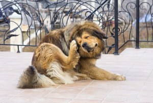 Why Pet Ear Health Matters: A Complete Guide
